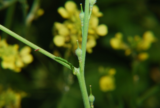 Brassicacea - Rapistrum cfr.rugosum